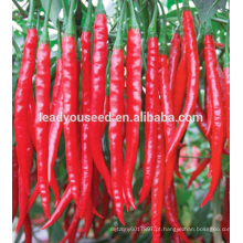 MP04 Meiyan 25 cm de comprimento sementes de pimenta vermelha em sementes híbridas
